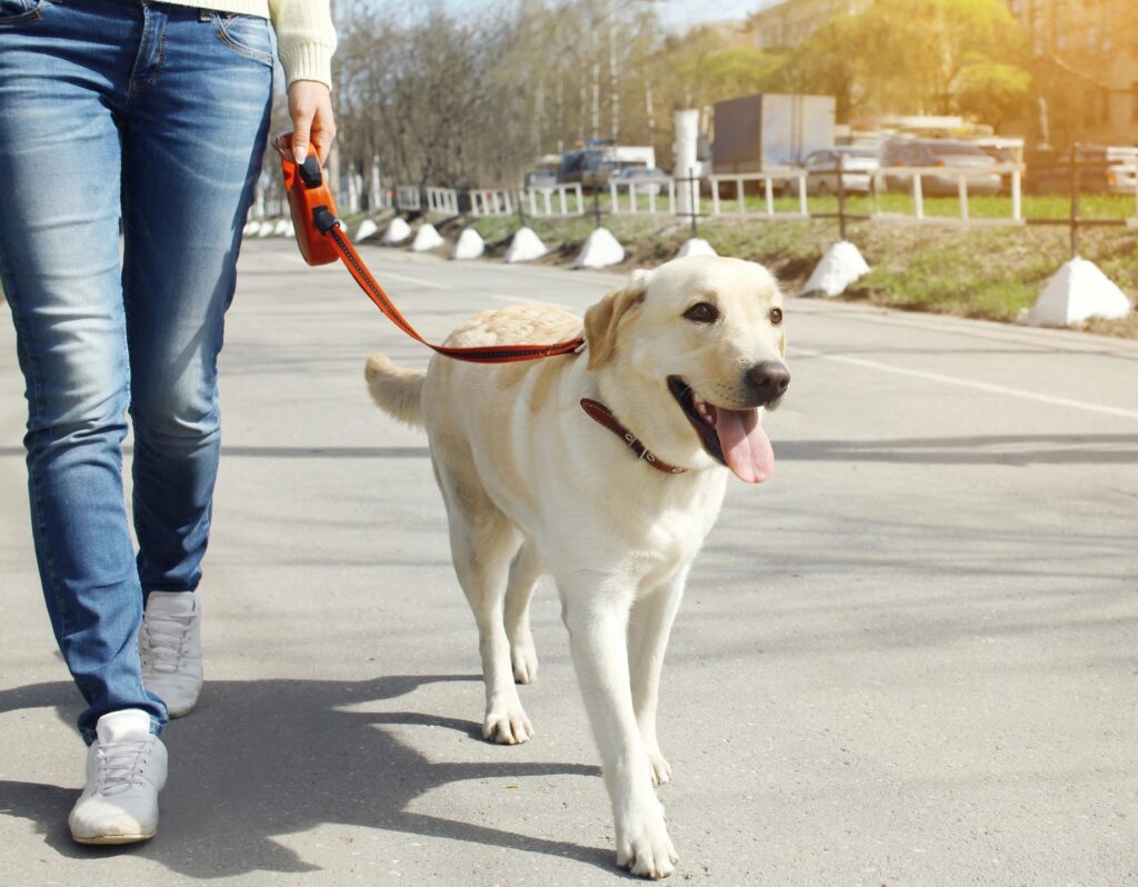 woman walking dog