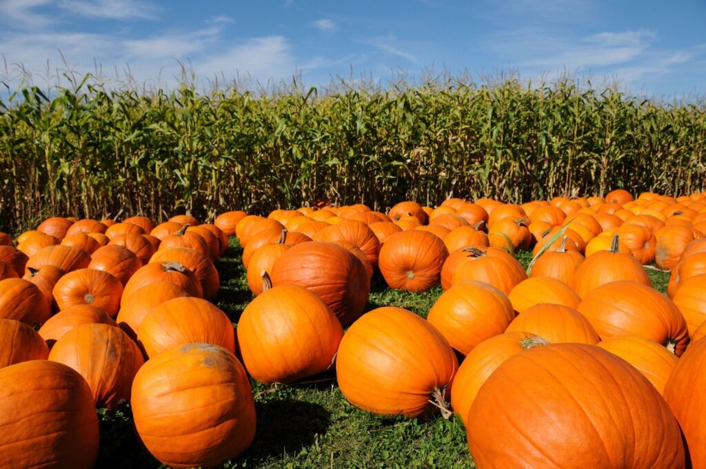 field of pumpkins