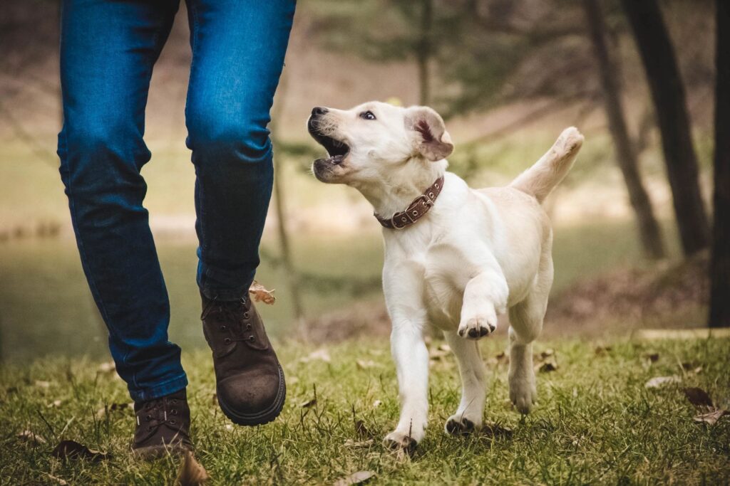 dog park