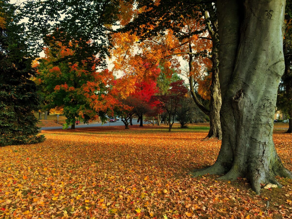 fall foliage