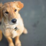 5 Easy Ways to Volunteer at an Animal Shelter