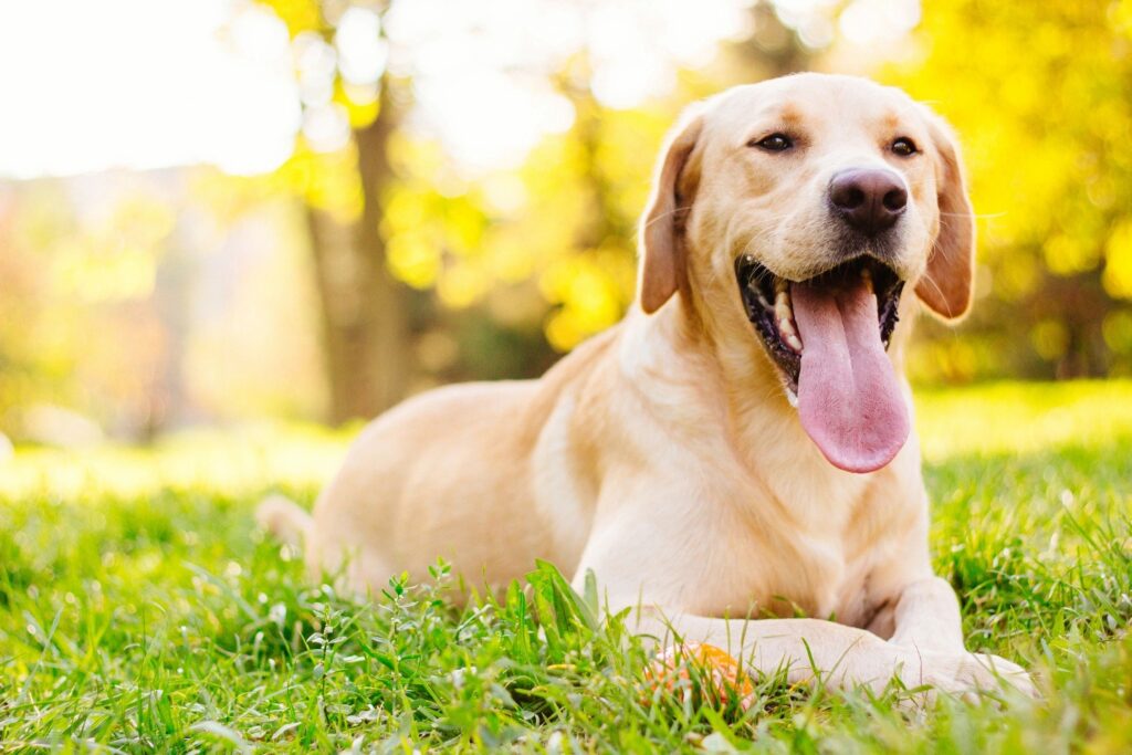 dog at dog park