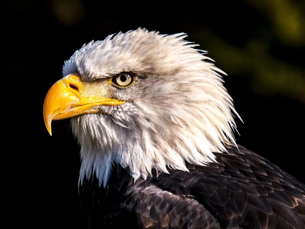 The current image has no alternative text. The file name is: eagle.jpg