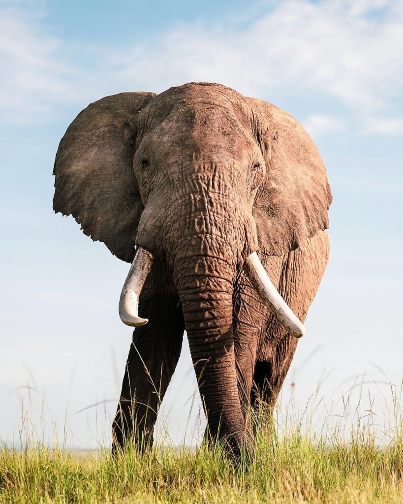 The current image has no alternative text. The file name is: elephant.jpg